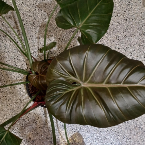 Philodendron 'Summer Glory' - 10''