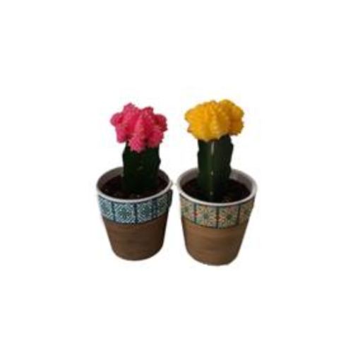 Cactus Greffé de couleurs variés - Pot 2.5"