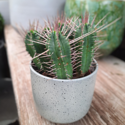 Cactus 'Anapolia Pentagonia' - 4''