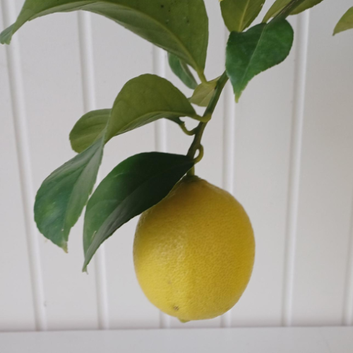 Citrus x 'Harvey' - Citron - 5g