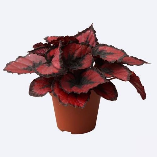 Begonia Rex 'Red Kiss' - Bégonia Royal