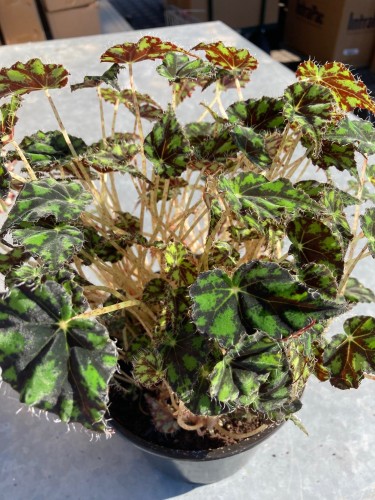 Begonia Rex 'Tigris' - Bégonia Royal