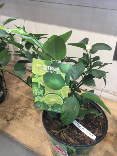 Citrus x latifolia - Citron vert -Limettier de Perse