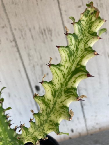 Euphorbia trigona 'Variegata'