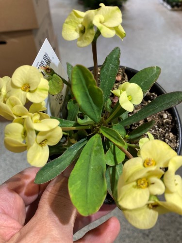 Euphorbia milii 'Dinni' - pot 5"
