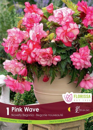 Bulbe de Begonia 'Pink Wave'
