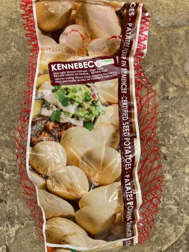 Semence Patate-Pomme de terre 'Kennebec'