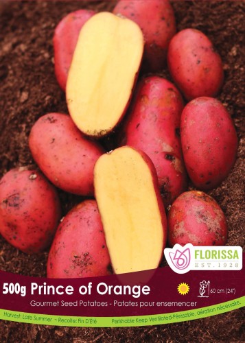 Semence Patate-Pomme de terre 'Prince of Orange'