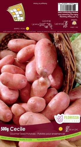 Semence Patate-Pomme de terre 'Cecile Red skin Fingerling'