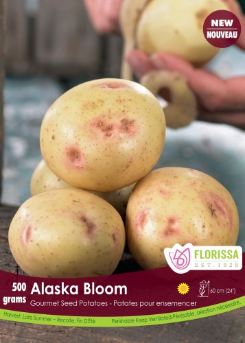 Semence Patate-Pomme de terre 'Alaska Bloom'