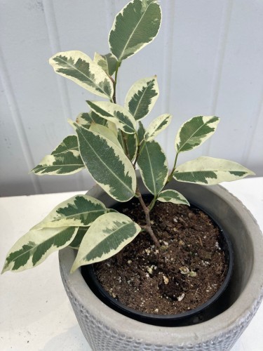 Ficus benjamina 'Starlight' - Figuier pleureur