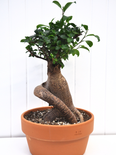 Ficus Ginseng - Ficus retusa- Bonsaï
