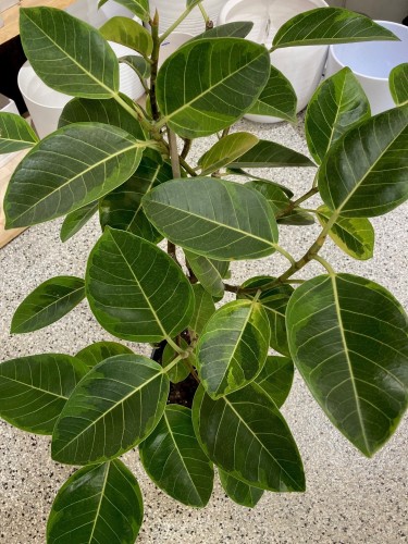 Ficus altissima 'Yellow Gem' tige - 10"