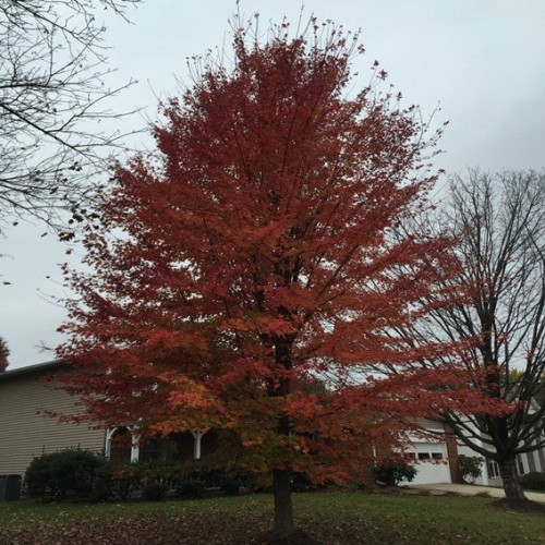 Acer Freemanii 'Autumn Blaze'- Érable