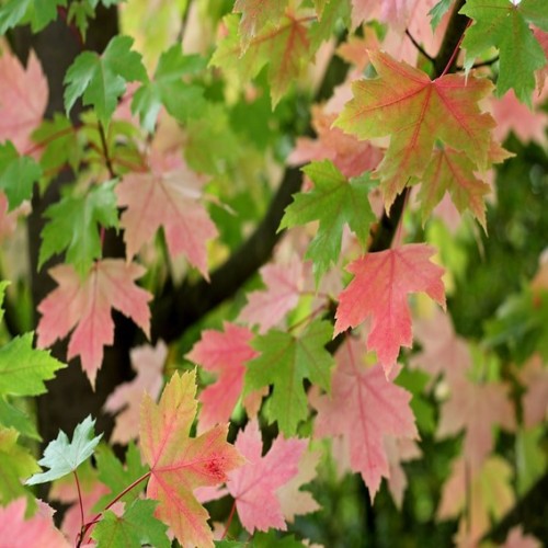 Acer Freemanii 'Autumn Fantasy'- Érable