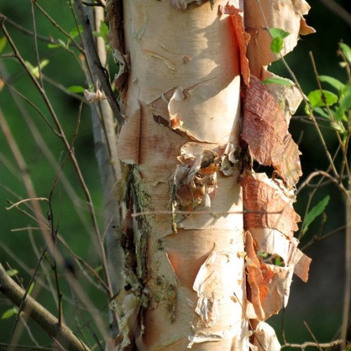 Betula nigra Heritage - Bouleau Heritage