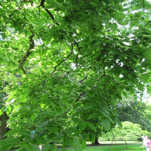 Celtis Occidentalis- Micocoulier Occidental