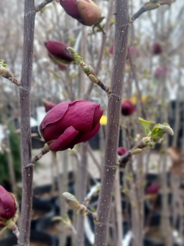 Magnolia de Soulange 'Genie'