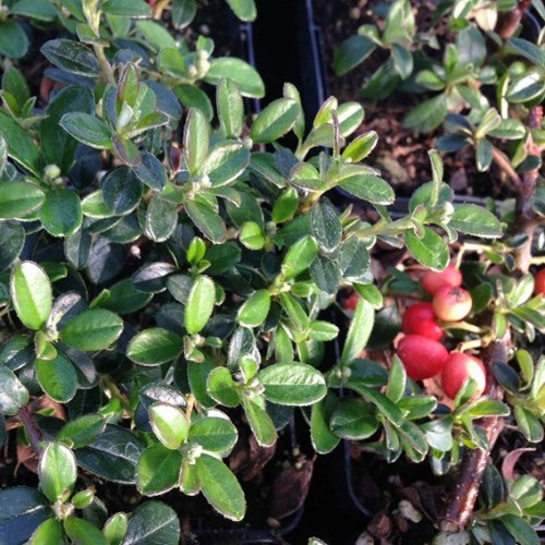 Cotoneaster 'Coral Beauty' - 2 gallons
