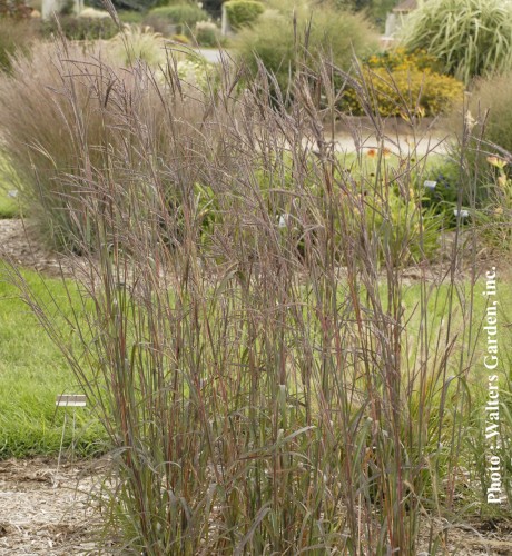 Andropogon 'Indian Warrior' - 1g