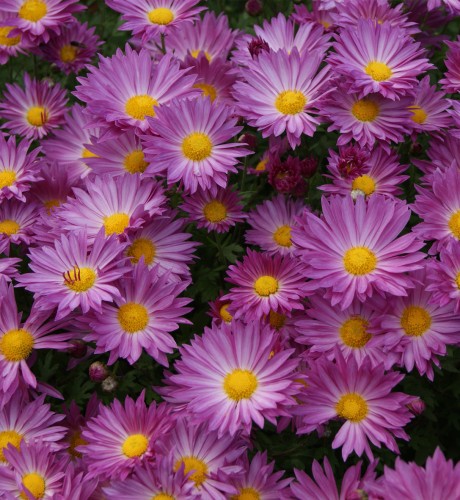 Chrysanthemum 'Mammoth Dark Pink' - 2g
