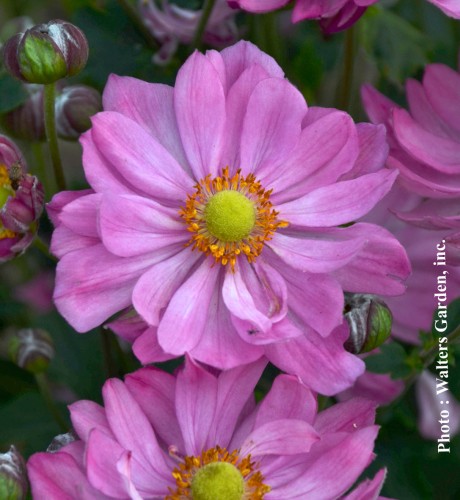 Anemone  'Curtain Call Pink'
