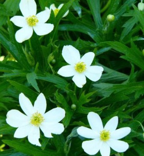 Anemone Canadensis