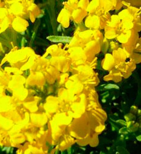 Alyssum 'Golden Spring' - 1g