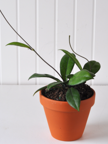 Hoya crassipetiolata - Fleur de porcelaine