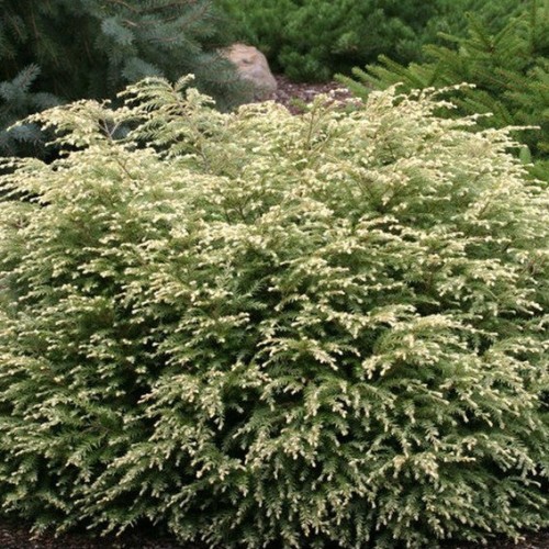 Pruche naine 'Moon Frost'  - 3g