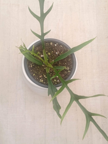 Philodendron bipinnatifidum 'Tortum'