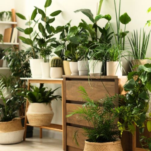 Entretien de vos plantes d'intérieur