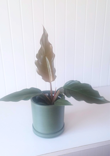 Philodendron bipinnatifidum 'Chocolate Empress'