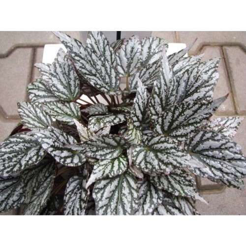 Begonia Rex 'Jolly Silver' - Bégonia Royal