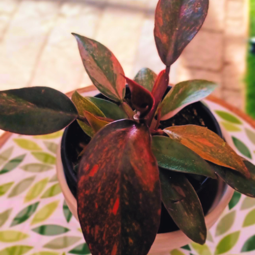 Philodendron 'Orange Princess'