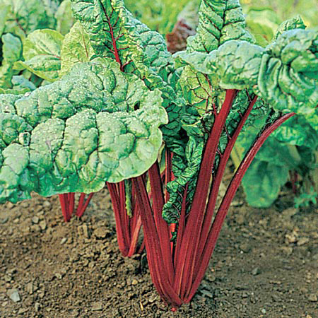 Bette-à-carde Rhubarb Red - Bio - Semences